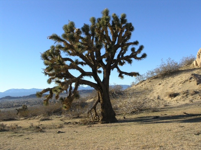 (c) California State Parks